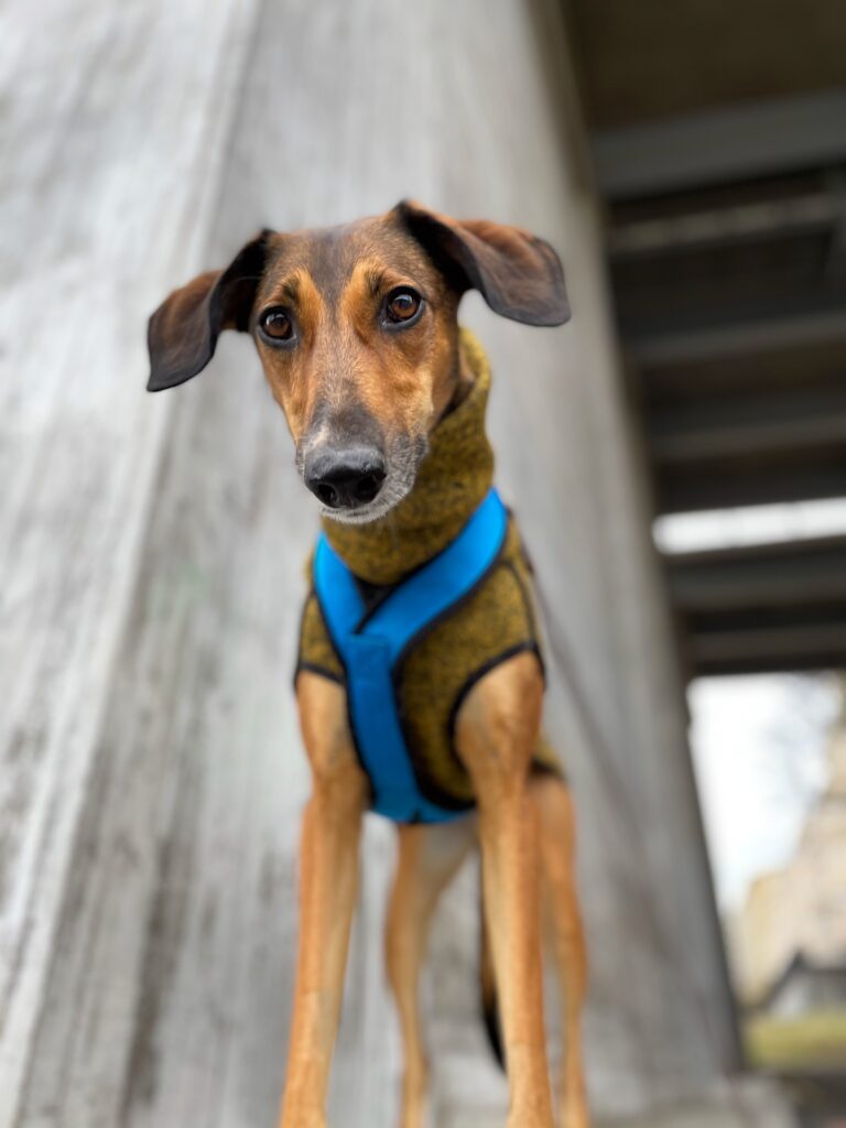 brun lurcher iklädd turkos sele tittar ner mot kameran med stora ögon